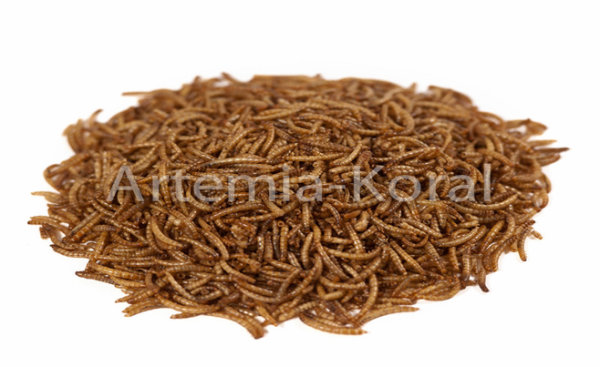 Los gusanos de Harina secos , 1 palet, 300 kg